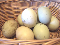 Duck Eggs
