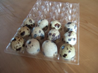 Quail Eggs